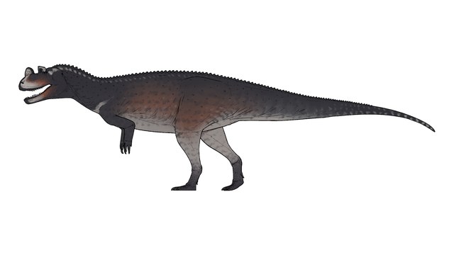 Ceratosaurus
