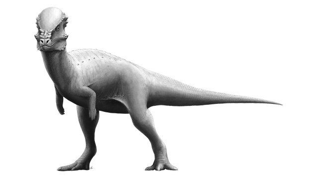 Pachycephalosaurus