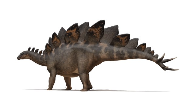 Stegosaurus